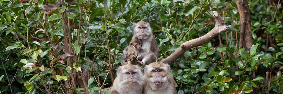 Monkeys in tree