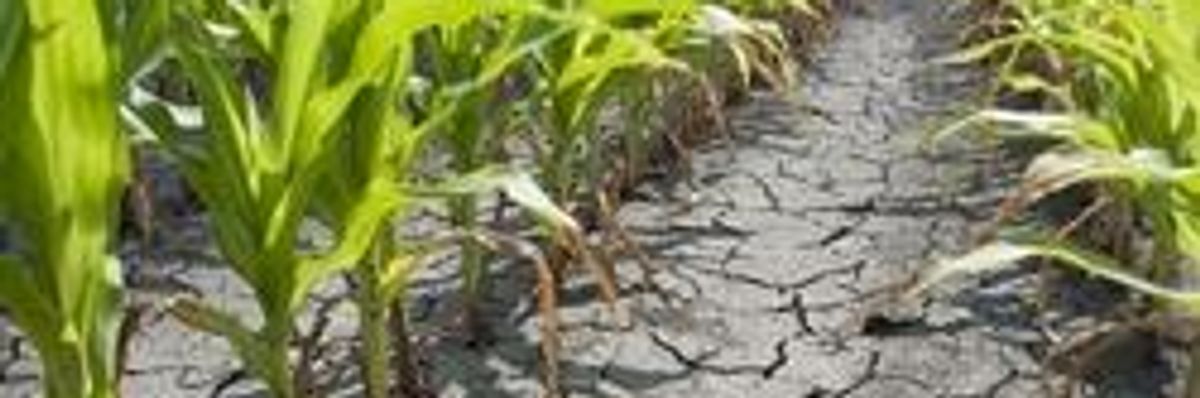 Monsanto's Genetically-Modified "DroughtGard" Corn Barely a Drop in the Bucket