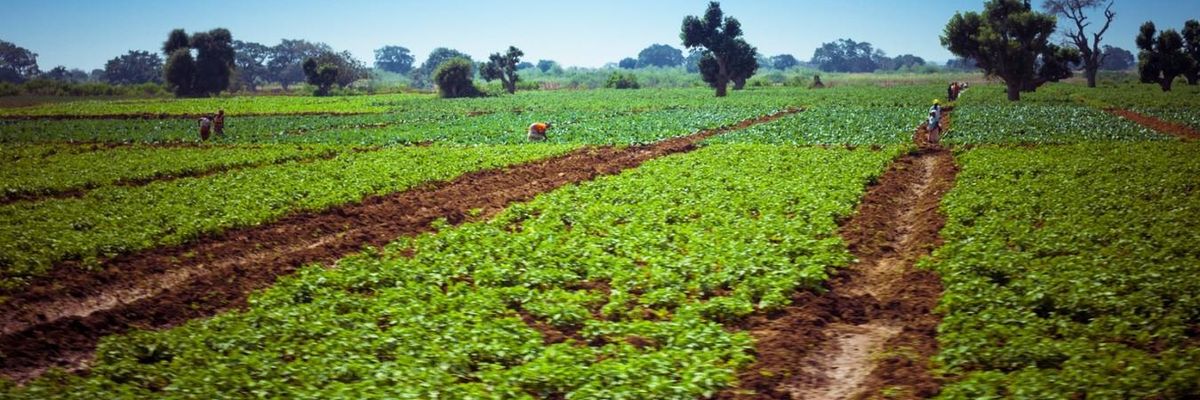 Africa Still in the Crosshairs as Land Grabs Intensify