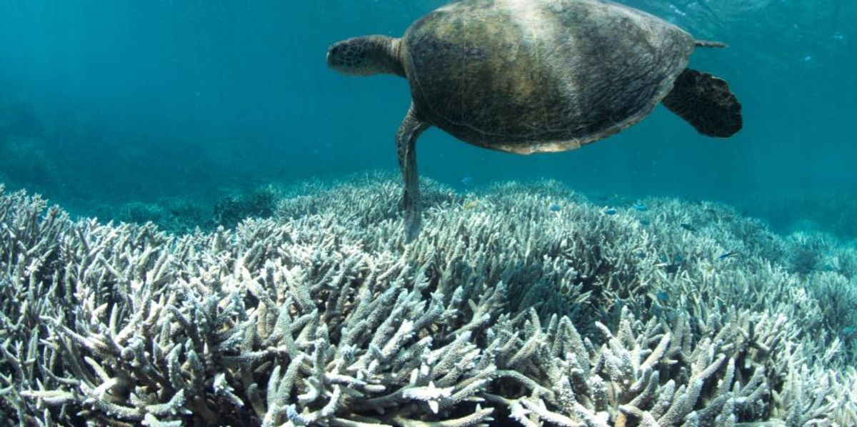 'Warning Bells Going Off' as NOAA Forecasts Entire Great Barrier Reef at Risk of Coral Bleaching and Death 