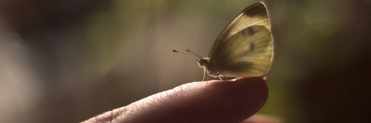 Moth standing on finger of Caucasian woman