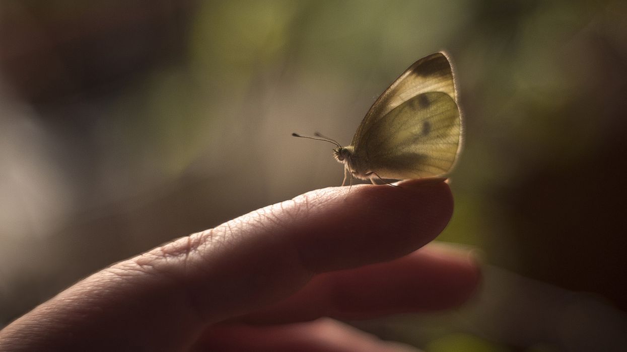 Moth standing on finger of Caucasian woman