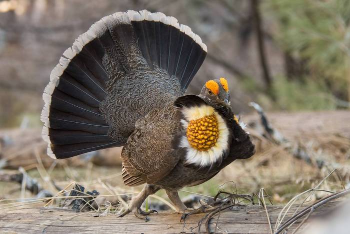 Mount Pinos sooty grouse