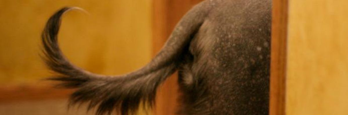 Trump and High Level Intelligence