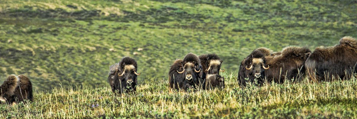 muskox herd