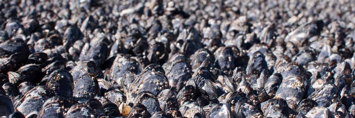 mussel bed
