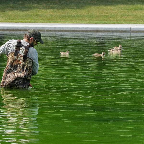 ‘Bad Day to Be a Duck’: Trump Reflecting Pool Disaster Continues With Hydrogen Peroxide Treatment