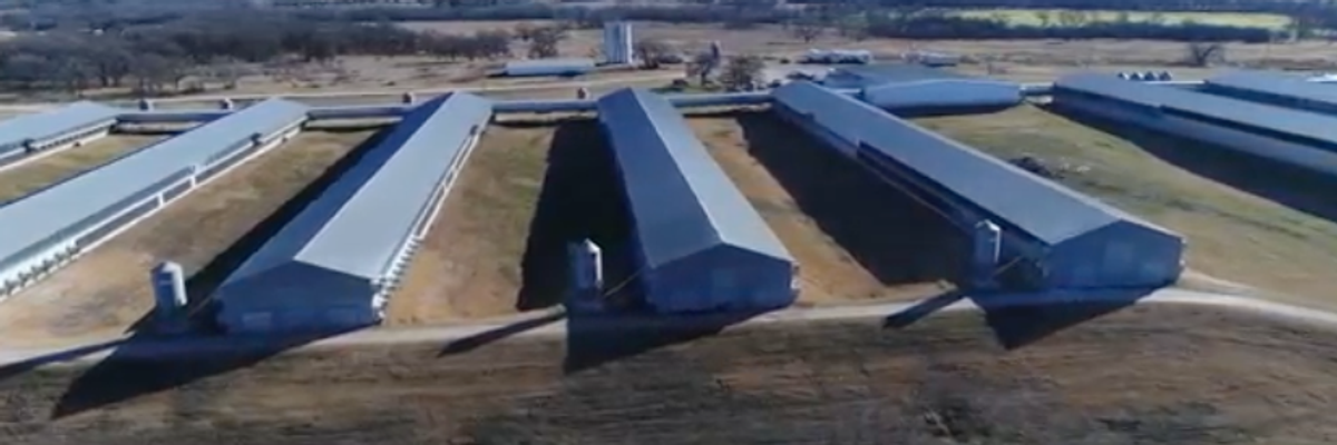 New Drone Footage Exposes the Scale of Factory Animal Farming Like Never Before