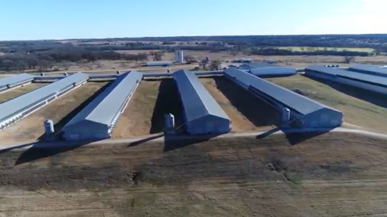 New Drone Footage Exposes the Scale of Factory Animal Farming Like Never Before