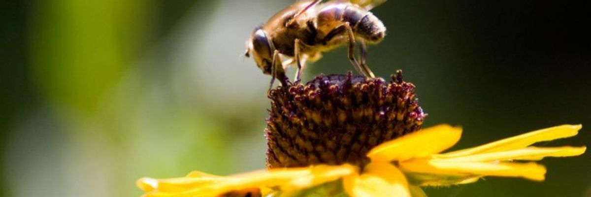 EPA Confirms Longstanding Fears About Impact of Neonics on Bees
