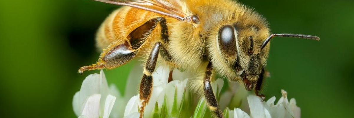 Faulting EPA, Green Leaders Warn Obama: Bees Running Out of Time