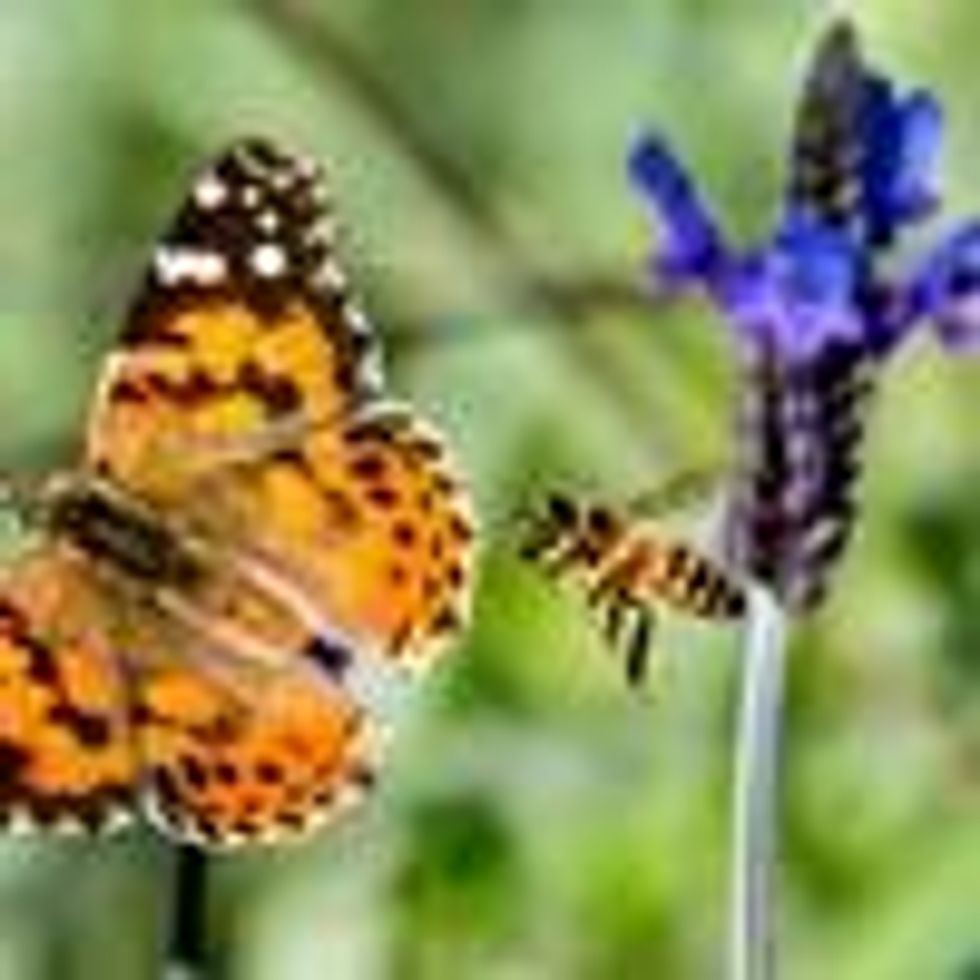 Neonics impact on bees and butterflies