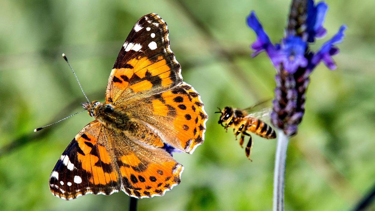 Neonics impact on bees and butterflies