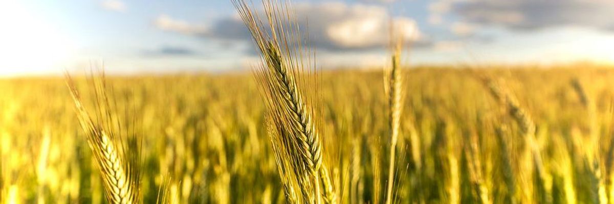 New Research Warns Severe Climate-Related Droughts Could Threaten 60% of Global Wheat Crop by 2100