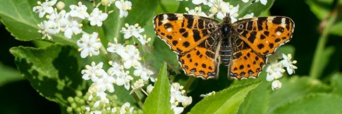 'Ecological Armageddon': Warnings From Scientists as Flying Insects Disappear