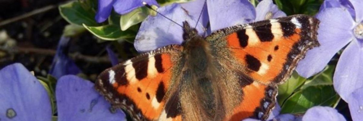 As Industrial Farming Exploded Over the Past Century, the Netherlands' Butterfly Population Plummeted 84%