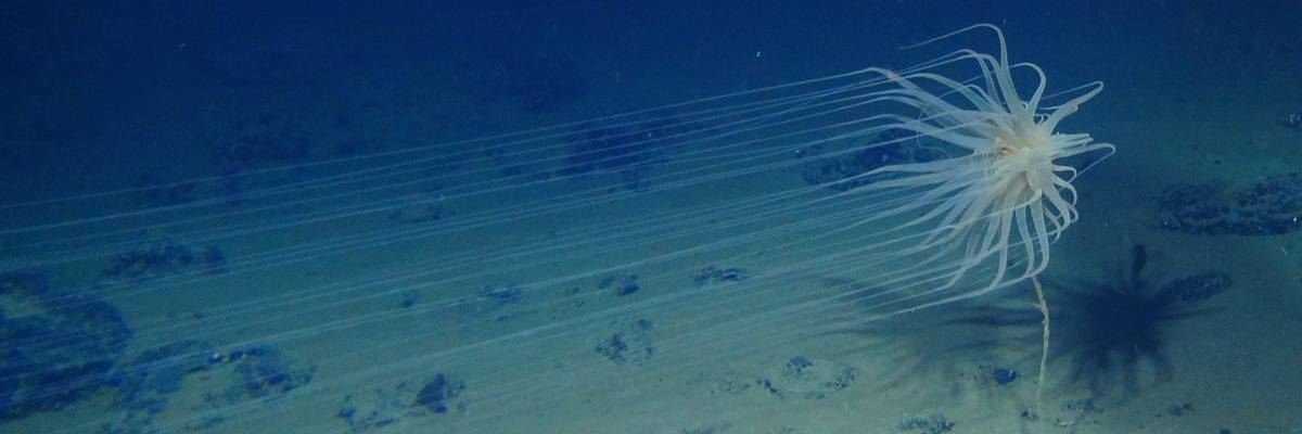 New species found in Clarion-Clipperton Zone.