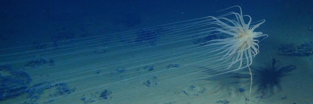 New species found in Clarion-Clipperton Zone.