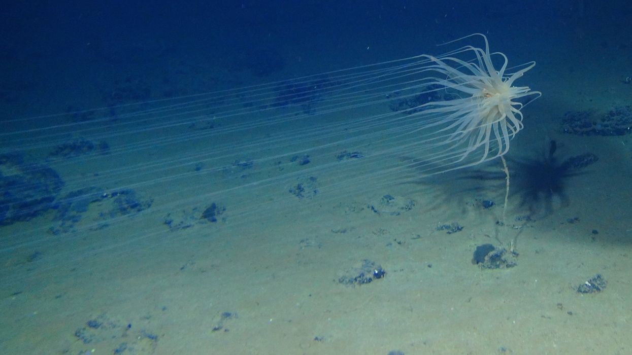 New species found in Clarion-Clipperton Zone.