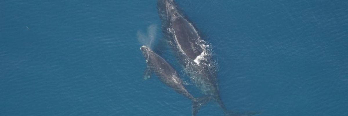 Win for Whales, Dolphins as Obama Rejects Explosive Blasting for Oil