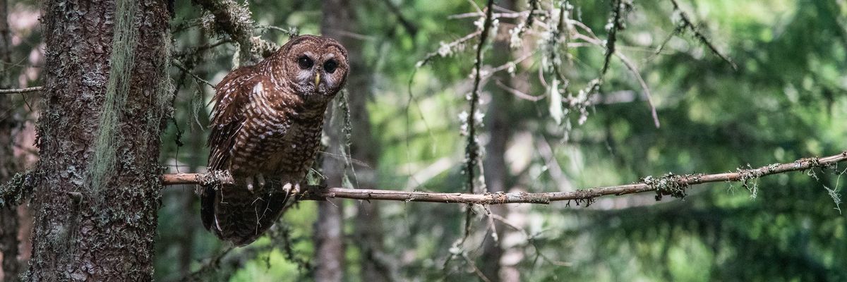 northern spotted owl 