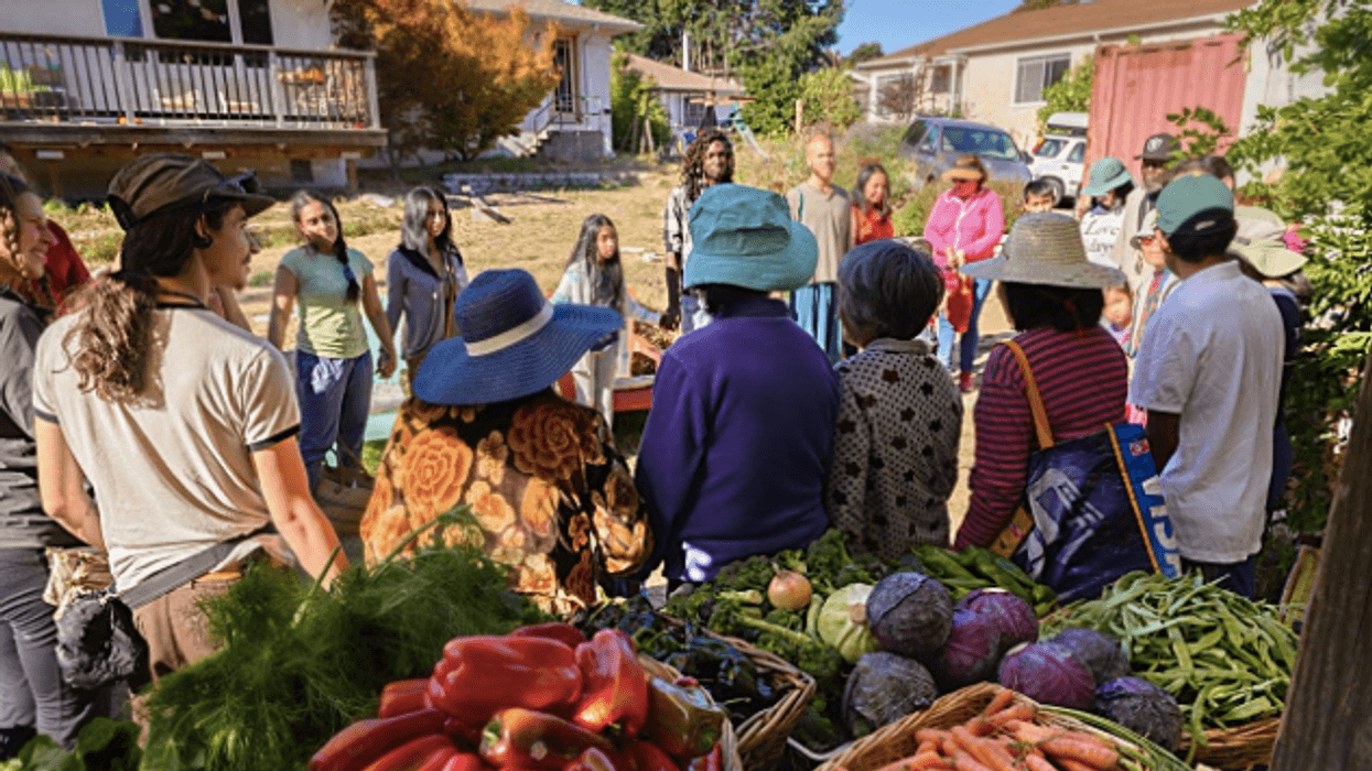 A Radical Vision for Food: Everyone Growing It for Each Other