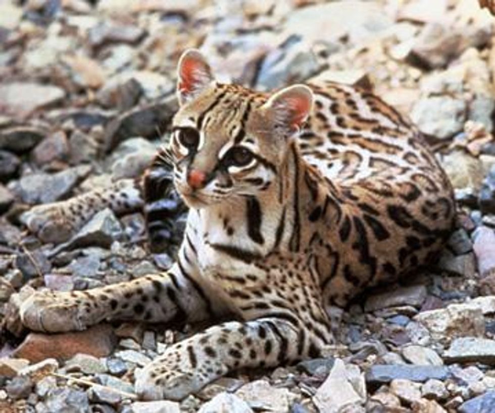 Ocelot