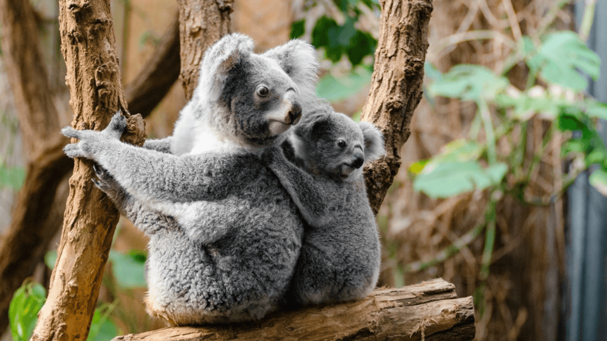 Show Mercy for Animals