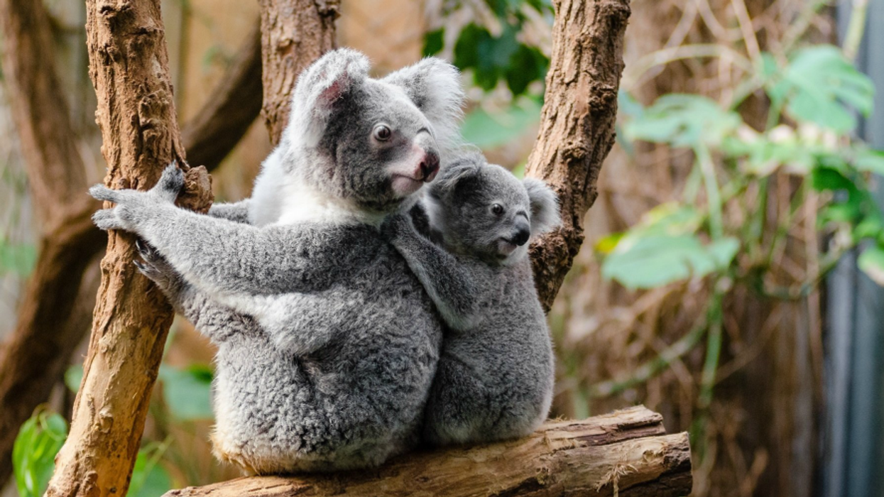 Show Mercy for Animals