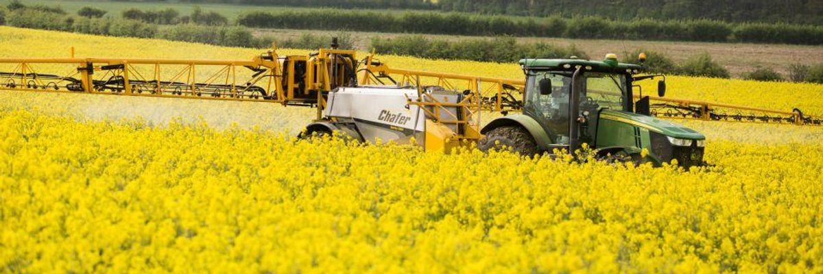 Oilseed rape fields are sprayed with neonicotinoids. 