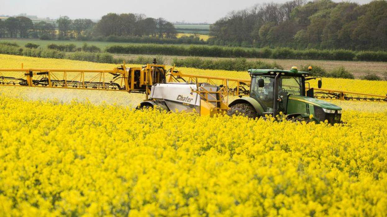 Oilseed rape fields are sprayed with neonicotinoids.
