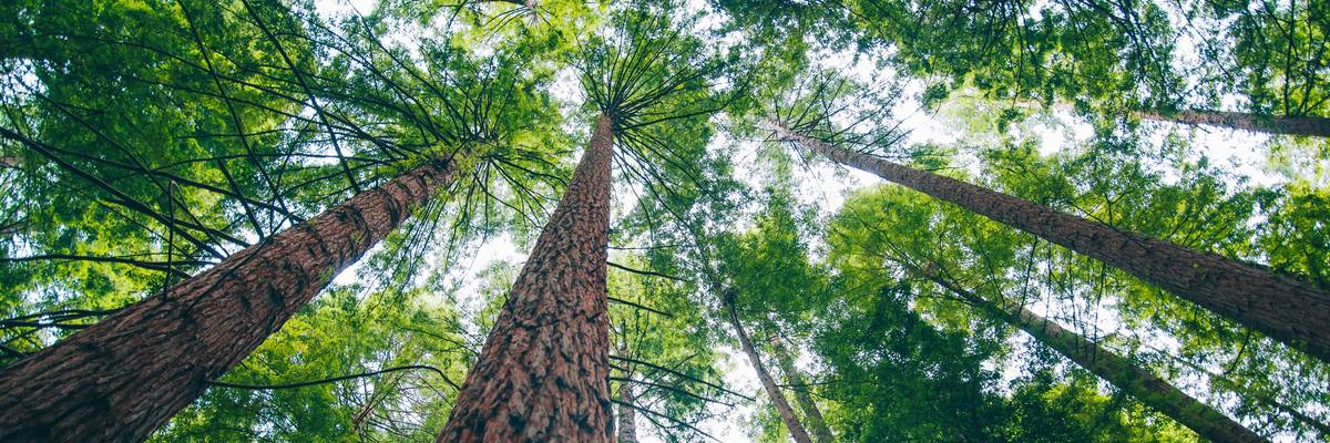 Old growth redwood trees