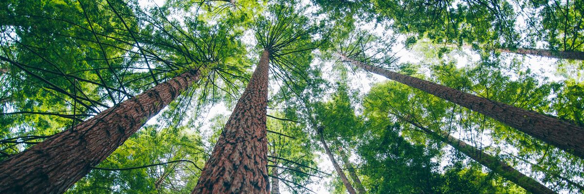 Old growth redwood trees