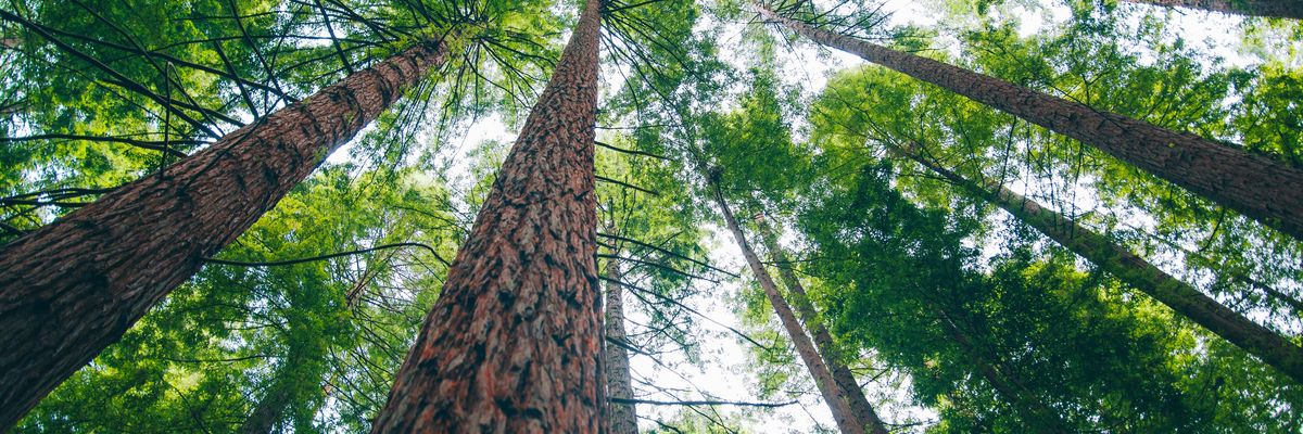 Old growth redwood trees