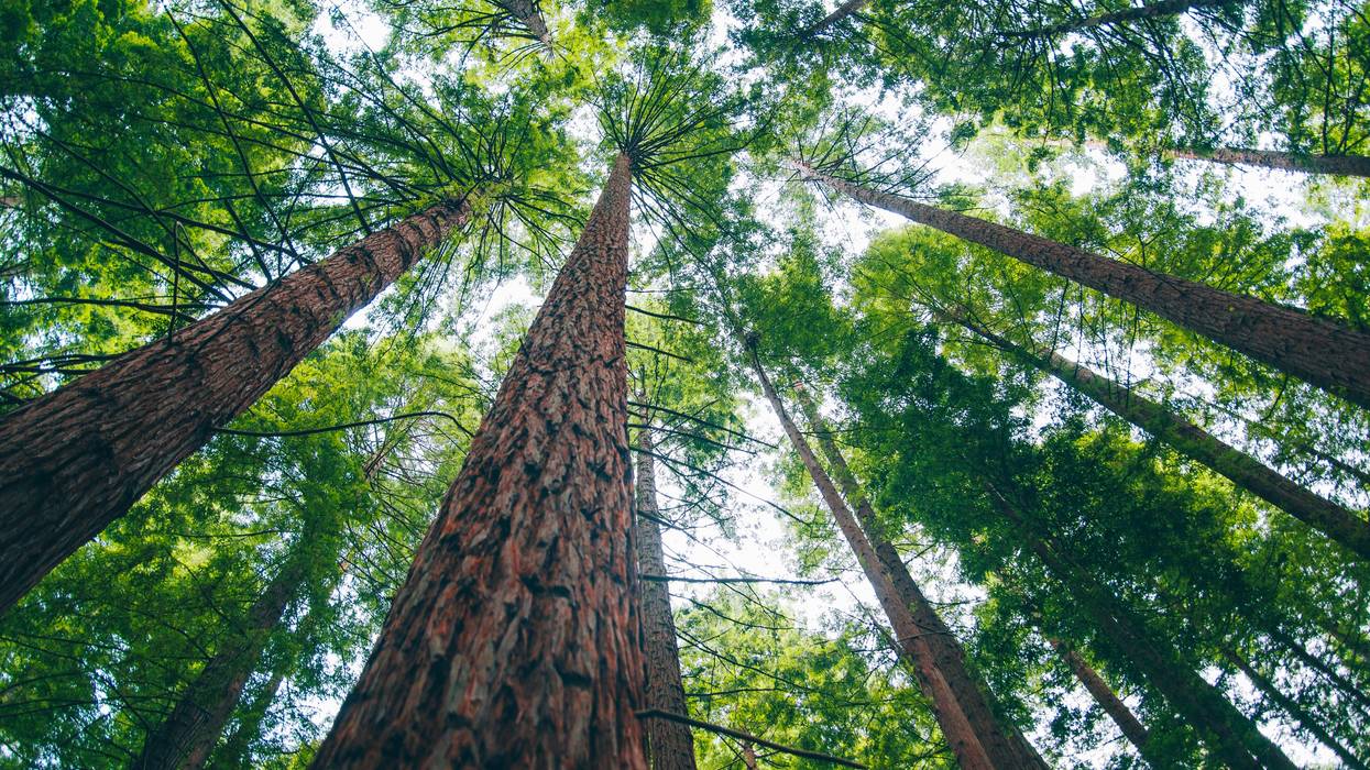 Old growth redwood trees