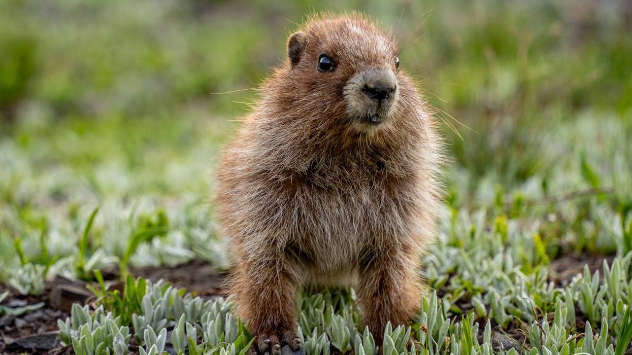 Olympic marmot