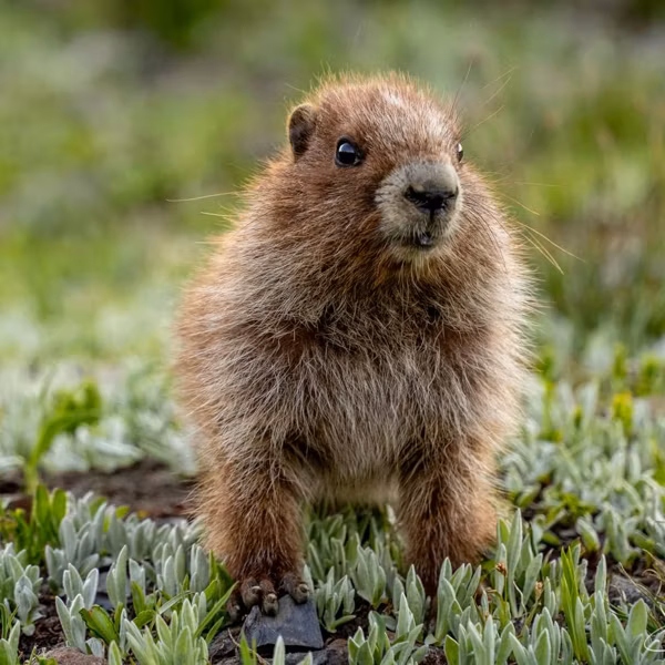 Olympic marmot