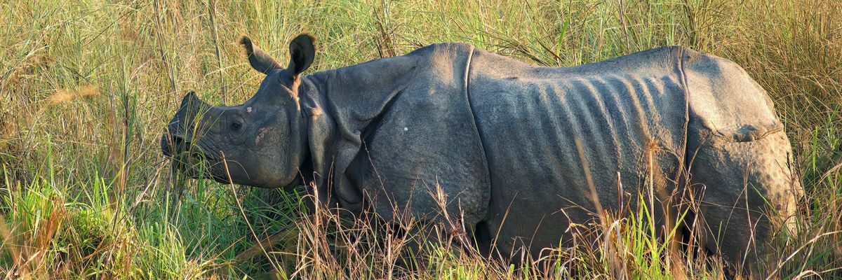 one-horned rhino