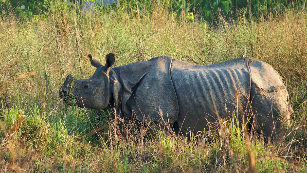 one-horned rhino