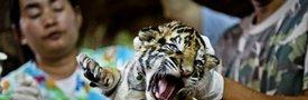 WWF: Efforts to Halt $19 Billion Illegal Wildlife Trade Have Failed