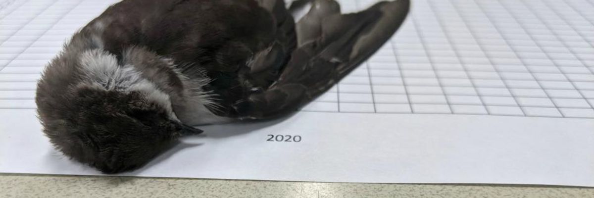 'Ecological Disaster on Massive Scale': Hundreds of Thousands of Dead Migratory Birds in Southwest Linked to Wildfires, Climate Crisis
