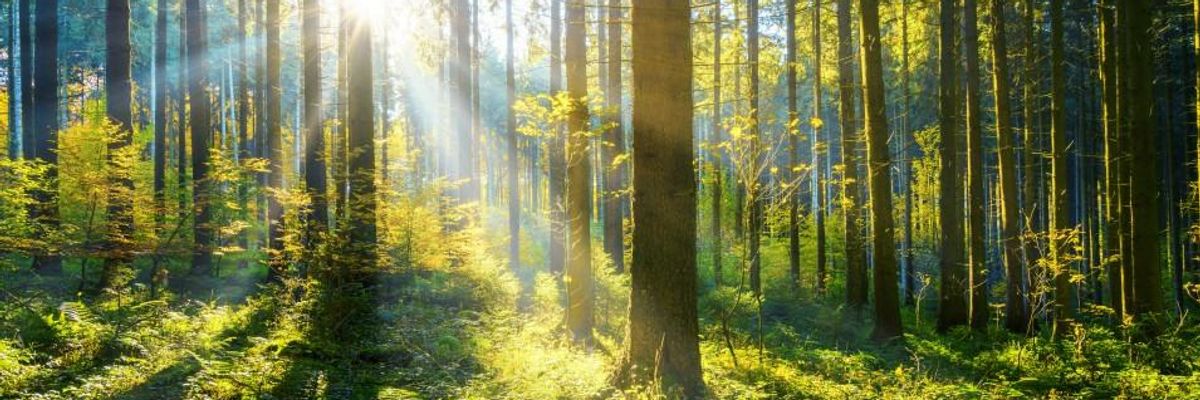 Why Mother Nature Is the Key to Reforestation Planet Desperately Needs
