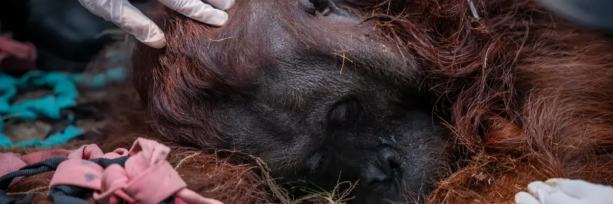 orangutan named Sampurna