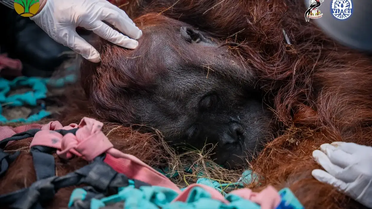 orangutan named Sampurna