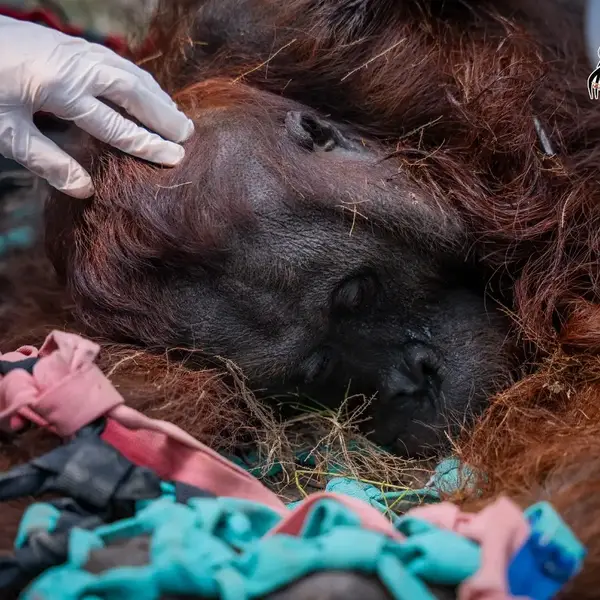 orangutan named Sampurna