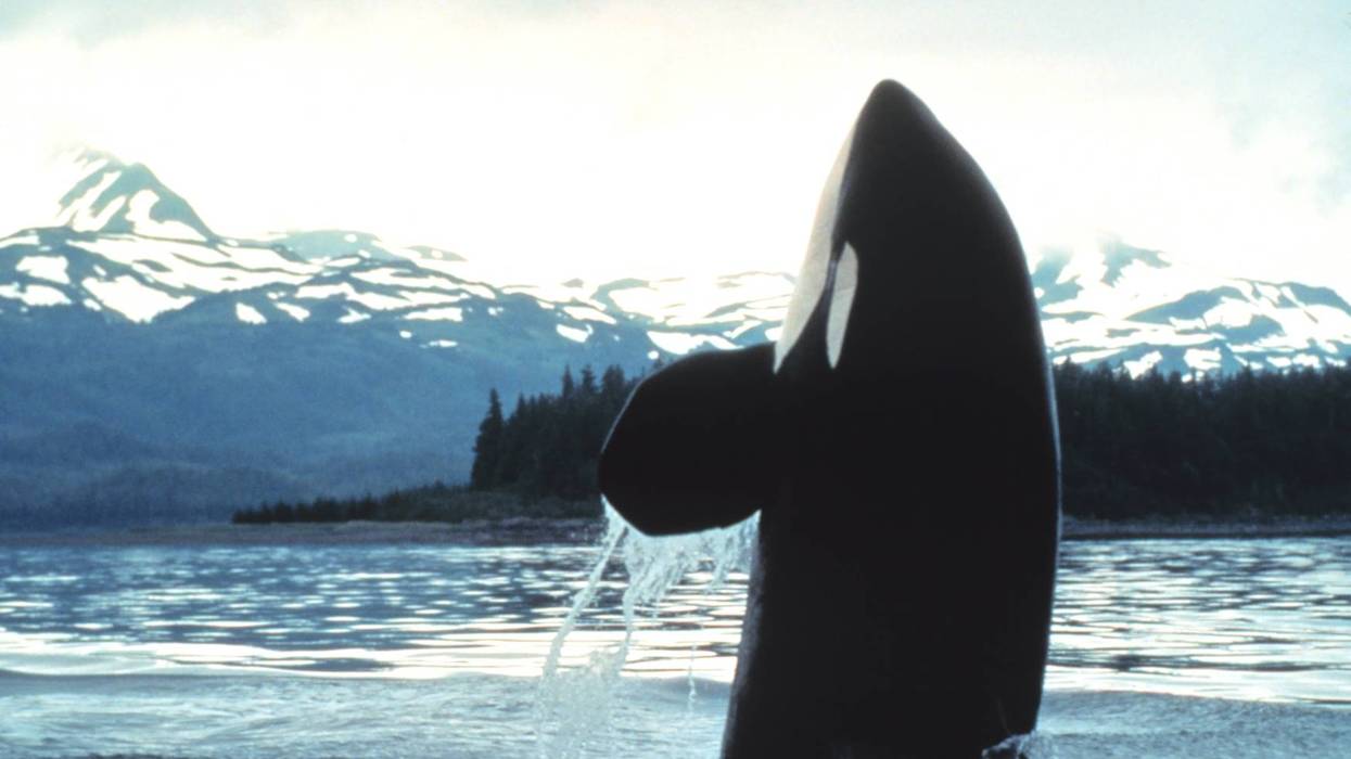 Orca surfacing in Alaska.