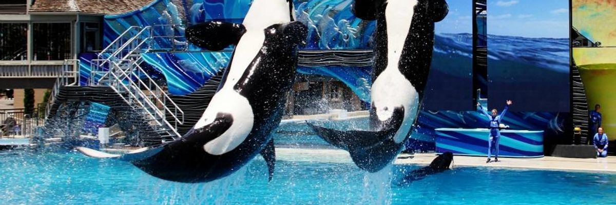 SeaWorld to End Orca Shows--But Not Captivity of 'Incredible Creatures'