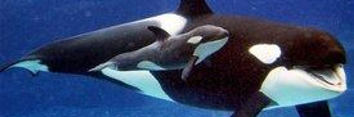Judge: Whales Are 'Non-Persons,' So Seaworld's 'Enslavement' OK