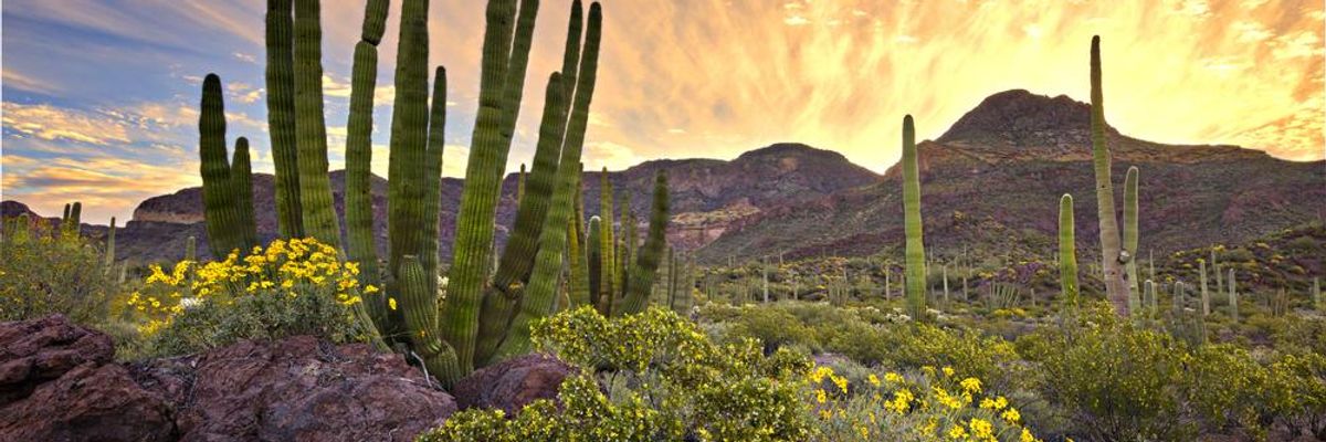 Trump's Border Wall Is an Ecologist's Nightmare