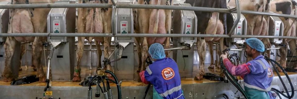 We Deserve to Know Where Trump and Biden Stand on Factory Farming